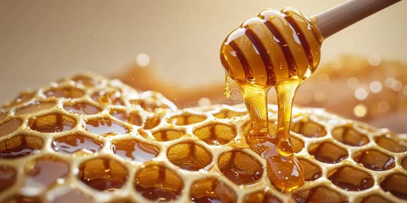 Queen Bee Honey - Premium organic raw honey from The Organix