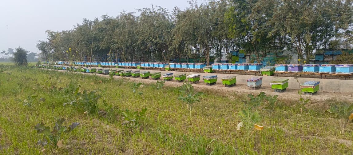 Hive Management process showing sustainable beekeeping and raw honey production - Step 2